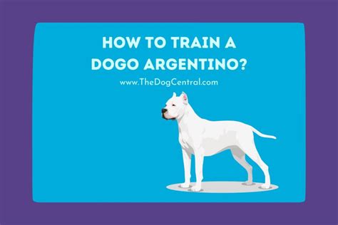 How to Train a Dogo Argentino? | The Dog Central