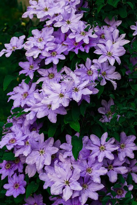 Pruning Guide for Clematis — Chris Welch's Horticulture Field Guide