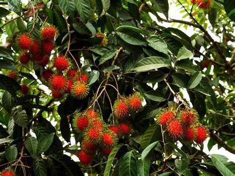 Rambutan Fruit Nutrition Facts and Recipes | CalorieBee