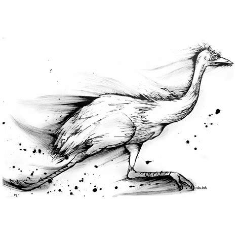 Away With the Wind, a funny Australian Emu Drawing by Running Duck ...