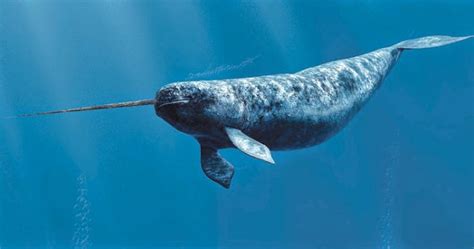 Narwhal, Unicorn of the Sea | Euclid Public Library