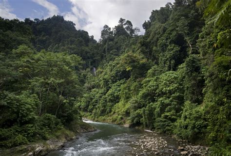 Tropical Rainforests of Sumatra - Indonesia Tourism