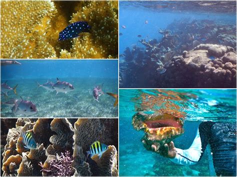 Where to Snorkel in San Pedro Belize | An In-Depth Guide