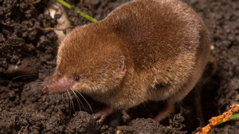 Common shrew | The Wildlife Trusts