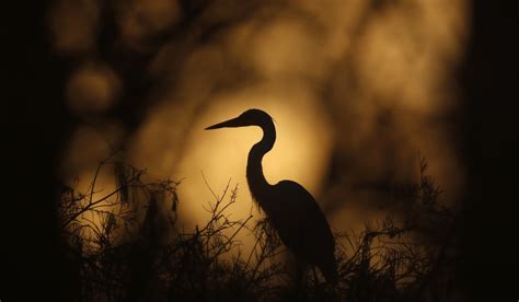 The wildlife of the Everglades in photos | South China Morning Post