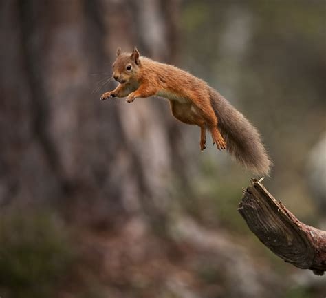 Red Squirrel jumping away with mouthful of food | Spent all … | Flickr