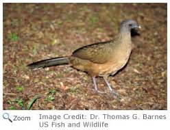 Plain Chachalaca - Ortalis vetula | Wildlife Journal Junior