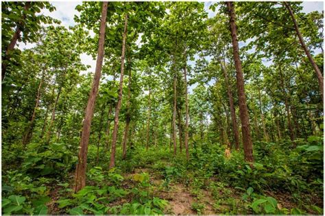 Tarai forest landscape of Nepal (Photo credit: Jitendra Raj ...