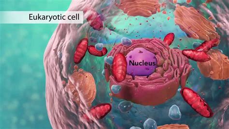 Biology: Cell Structure I Nucleus Medical Media