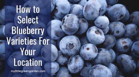 How to Select Blueberry Varieties for Your Location – My Little Green ...