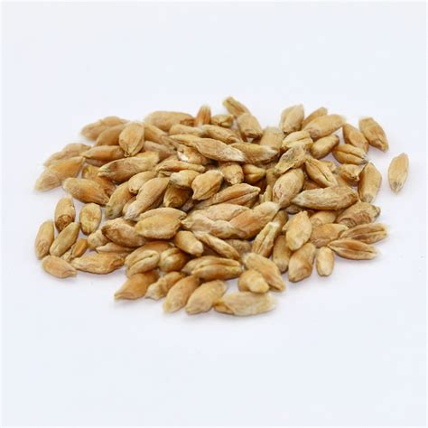 Triticale Grain - 50 lb bag | MBS Seed