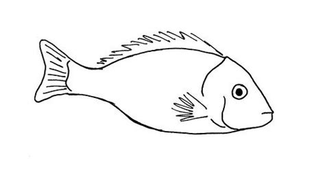 Line drawing of a fish | Fish drawings, Fish sketch, Drawings