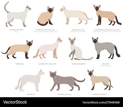 Siamese type cats colorpoints domestic cat breeds Vector Image