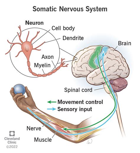 Somatic Nervous System: What It Is & Function