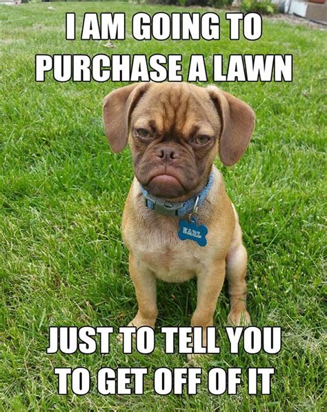 The 10 Best Memes of 'Grumpy Dog'