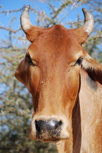 Holy Cow | Hinduism Facts