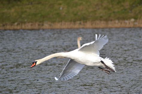 Swan flying over a lake : r/pic