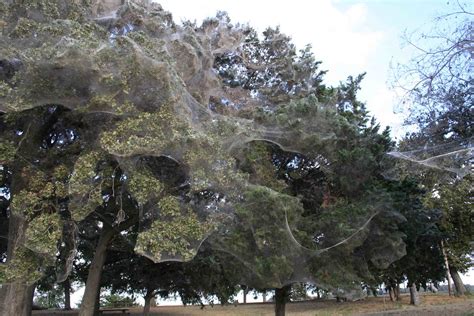 Giant Spider Web ~ Texas | Rare giant spider web in Wind Poi… | Flickr