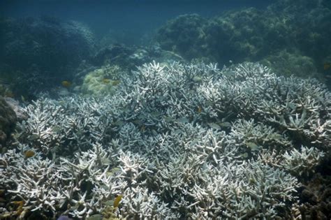 Second mass bleaching event strikes Great Barrier Reef - CSMonitor.com