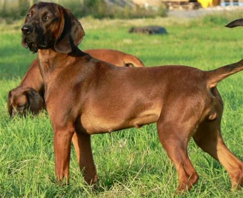 Bavarian Mountain Hound Dog Breed Information, Pictures ...