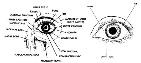 1-3. PARTS OF THE EYE