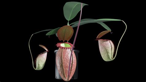 Nepenthes rajah 3D model | CGTrader