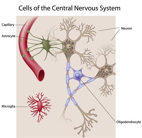 Neuroglia - The Army of The Nervous System | Interactive Biology, with ...