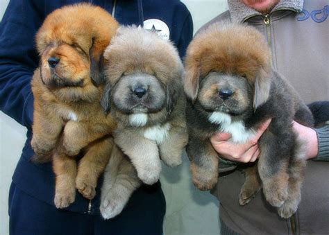 Tibetan Mastiff Puppies For Sale | New York, IA #162742