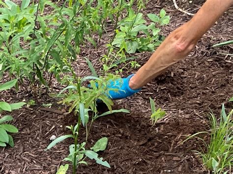 Healthy Plants Need Healthy Soil - Credit Valley Conservation