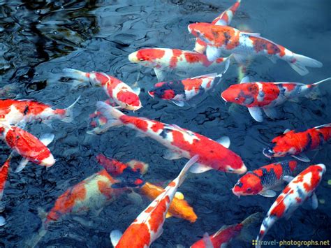 Koi Wallpaper 2017 2018 Best Cars Reviews - Japanese Koi Fish In Water ...