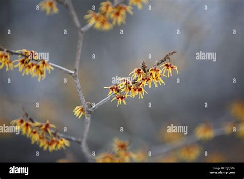 Hamamelis or witch hazel flower in bloom. Witch Hazel, Hamamelis ...