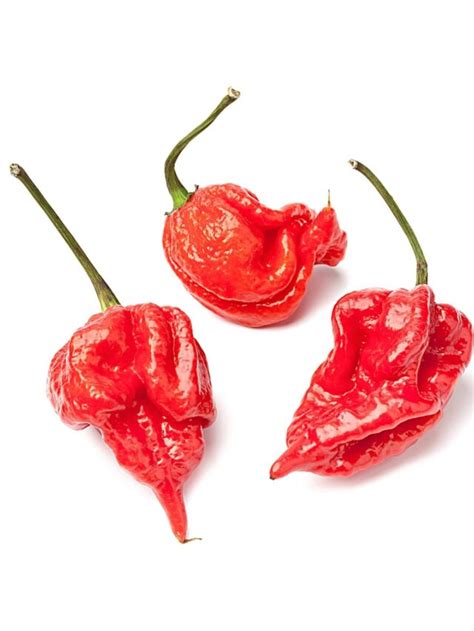 Scorpion Pepper: What's So Special About It? | Spice and Life