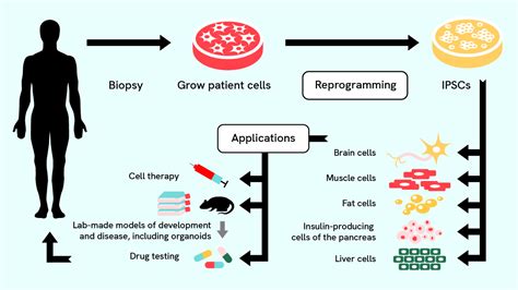 Stem Cells