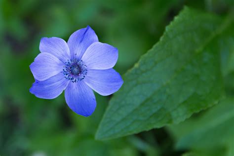 single blue flower | Bio Lonreco Inc.