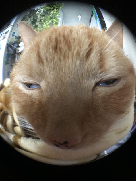 Fisheye Lens Cat Photography