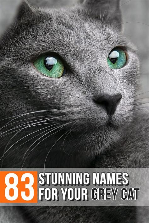 Gray Cat Names: 83 Amazing Names For Your Ash Baby! | Grey cat names ...