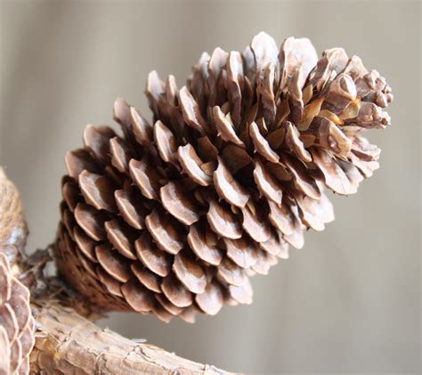 File:Pine cone 1.jpg - Wikimedia Commons