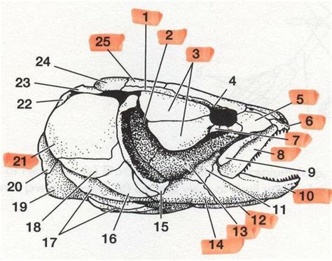 Bowfin Quiz