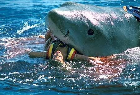 White Sharks Eating People Latest Images/Pictures 2013 | Beautiful And ...