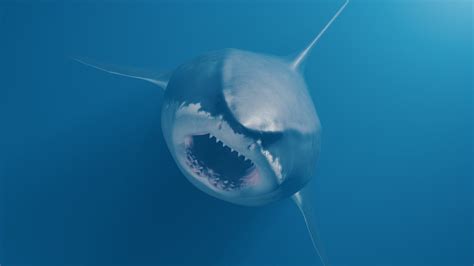 Worlds Largest Megalodon Shark