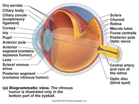 Eye Model Labeled - Bing Images | Eye anatomy diagram, Human eye ...