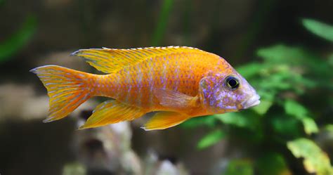 Peacock Cichlid: Three Varieties You Need To Kow - Aquariadise