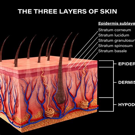 Layers Of Skin Diagram