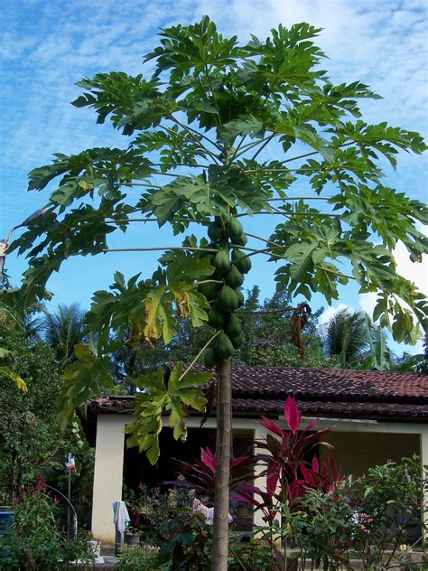 Papaya Tree | Papaya tree, House front, Tree