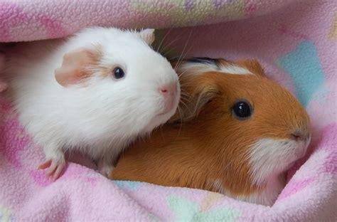 Nevada SPCA Animal Rescue: Baby guinea pigs ready for adoption.