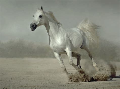 🔥 [48+] Running Horses Wallpapers | WallpaperSafari