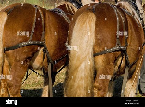 Two shire horse in harness with a plough Stock Photo - Alamy