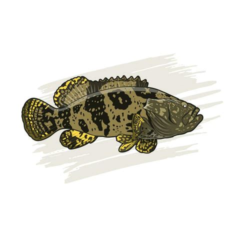 vector illustration grouper 24660190 Vector Art at Vecteezy