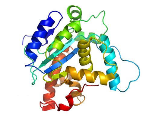 Protein Structure Amino Acid Biology, PNG, 1143x946px, Watercolor ...