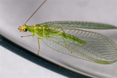 Lacewing Life Cycle: How Long Do Lacewings Live? - What's That Bug?